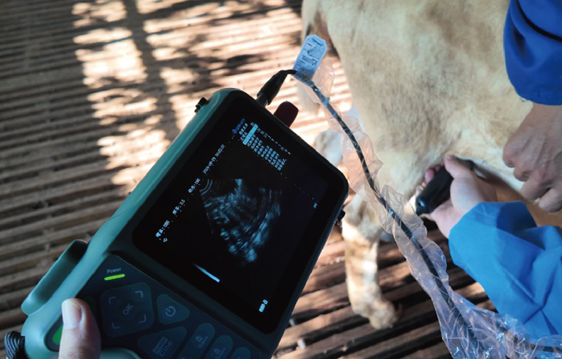 best ultrasound machine for cattle