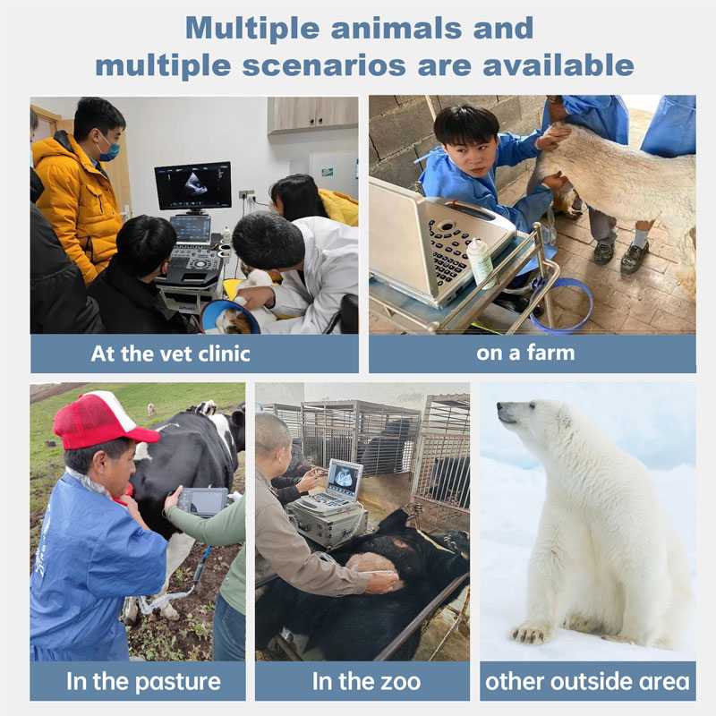 ultrasound for animal