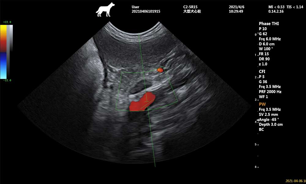 The Difference Between Ultrasound, DR, CT, and MRI Imagers for Veterinary